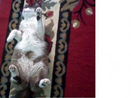 this is my cat called minou it's so crazy